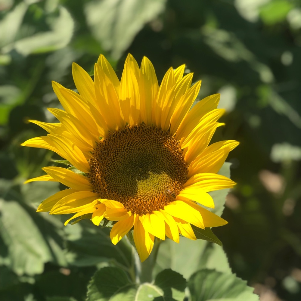 Meet your Posher, Madison